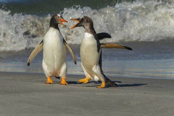 Sea Lion Island Gentoo penguins arguing on beach